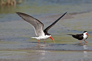 African Skimmer - pair standing in shallow water - one with wings raised African Skimmer - pair standing in shallow water - one with wings raised