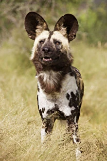 Rare Gallery: African Wild Dog