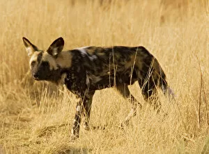 Social Collection: African Wild Dog / Painted Hunting Dog