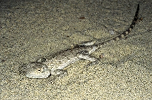 Agama / Agamid Lizard - sand dunes of Karakum desert Agama / Agamid Lizard - sand dunes of Karakum desert
