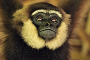 Agile Gibbon / Black - handed Gibbon - portrait Agile Gibbon / Black - handed Gibbon - portrait