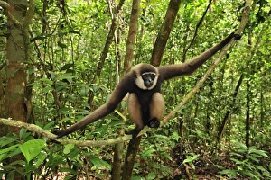 Agile Gibbon / Black - handed Gibbon - sitting on liana Agile Gibbon / Black - handed Gibbon - sitting on liana