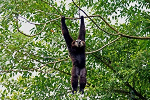 Gibbons Gallery: Agile Gibbon male calling 102