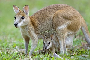 Agile Wallaby - female adult Agile Wallaby standing on its hind legs with young Agile Wallaby - female adult Agile Wallaby standing on its hind legs with young