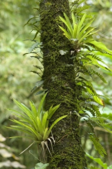 Air plants and fern species - growing on tree trunk Air plants and fern species - growing on tree trunk