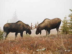 Alaksan Moose - two young bulls in Autumn