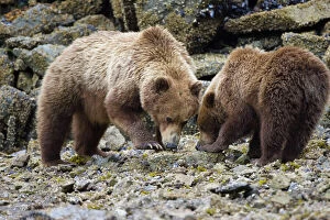 Images Dated 13th June 2007: Alaskan Brown Bear - mother and 2yr old cub - Katmai National Park - AK