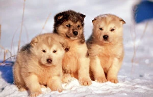 Working Gallery: Alaskan Husky Dogs - x three young pups sitting in snow