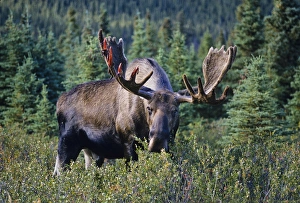 Alaskan Moose - large bull feeding on bushes. He is just starting to shed velvet Alaskan Moose - large bull feeding on bushes. He is just starting to shed velvet