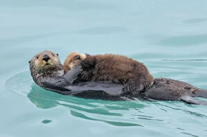 Love Collection: Alaskan / Northern Sea Otter - mother carrying very young pup - Alaska _D3B3040