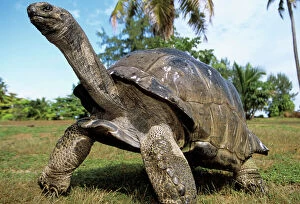Aldabra Giant TORTOISE