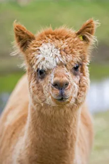 Alpaca - head of alpaca domesticated camelid Alpaca - head of alpaca domesticated camelid