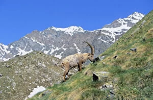 Alpine Ibex (Capra ibex) bull grazing