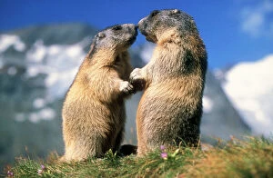 Affection Collection: Alpine Marmots