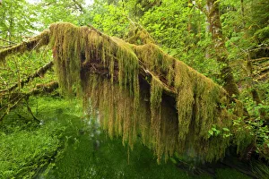 Amazing curtain of Oregon Selaginella or Oregon Spike Moss on a fallen red alder Amazing curtain of Oregon Selaginella or Oregon Spike Moss on a fallen red alder