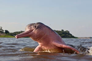 Images Dated 6th November 2012: Amazon / Pink River Dolphin / Boto