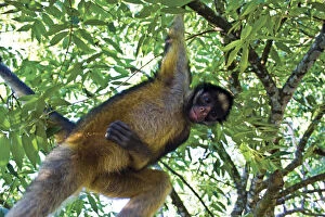 Amazon Rainforest, A Brown Capuchin Monkey