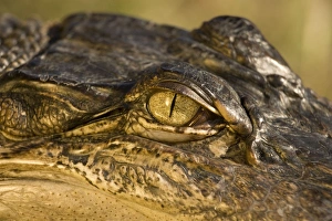 American Alligator - Close-up of eye American Alligator - Close-up of eye