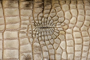 American Alligator - Closeup of underside - Cloacal opening American Alligator - Closeup of underside - Cloacal opening