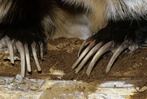 Claws Gallery: American Badger - close up of claws