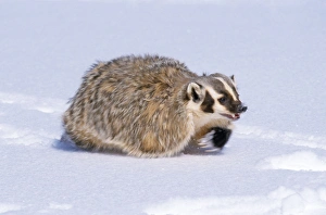 American Badger - running in snow American Badger - running in snow