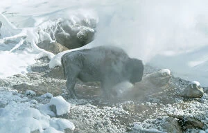 AMERICAN BISON / AMERICAN BUFFALO - Standing in Geyser steam, in snow