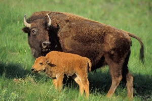 Images Dated 15th October 2008: American bison - cow and calf Western U. S. A. MB525