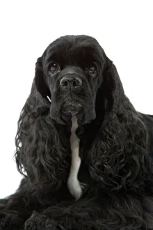 American Cocker Spaniel - black American Cocker Spaniel - black