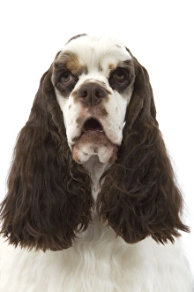 American Cocker Spaniel - head American Cocker Spaniel - head
