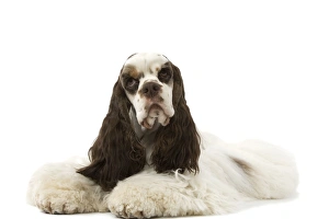 American Cocker Spaniel - lying down American Cocker Spaniel - lying down