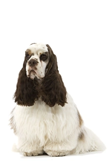 American Cocker Spaniel - sitting American Cocker Spaniel - sitting