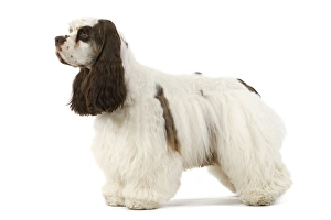 American Cocker Spaniel - standing American Cocker Spaniel - standing