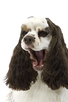 American Cocker Spaniel - yawning American Cocker Spaniel - yawning