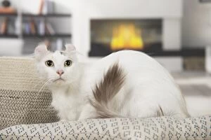 Cats (Domestic) Gallery: American Curl