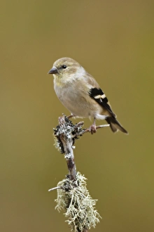 American Goldfinch - in winter plumage American Goldfinch - in winter plumage