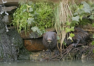 American Mink - in undergrowth by waterfall - alien specie American Mink - in undergrowth by waterfall - alien specie