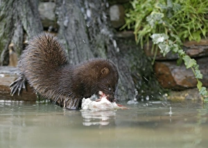 American Mink - front view eating perch by waterfall - showing webbed feet - alien species American Mink - front view eating perch by waterfall - showing webbed feet - alien species