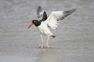 American Oystercatcher wing flapping after washing American Oystercatcher wing flapping after washing