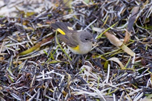 American Redstart male in first spring plumage pursuing insects amongst seaweed along American Redstart male in first spring plumage pursuing insects amongst seaweed along