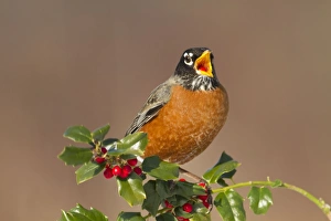 American Robin - eating holly berries in winter American Robin - eating holly berries in winter