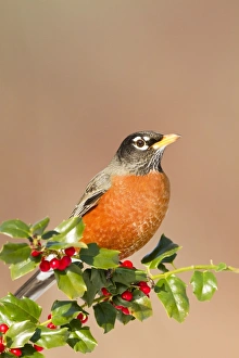 American Robin - with holly berries in winter American Robin - with holly berries in winter