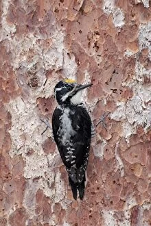 American Three-toed Woodpecker - male