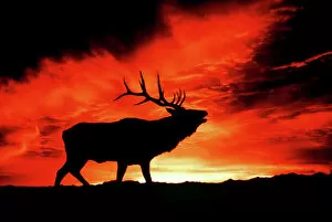 Courtship Gallery: American Wapiti / Elk - Bugling at sunset