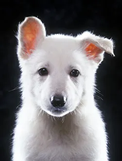 American White Shepherd / White German Shepherd / Alsatian - puppy American White Shepherd / White German Shepherd / Alsatian - puppy
