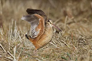 Sandpipers Gallery: American Woodcock Collection