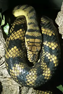 Amethyst Python - Coiled Print (New Guinea) KF-11677