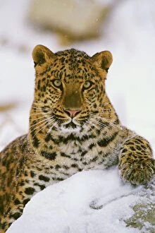 Images Dated 15th October 2008: Amur Leopard / Korean Leopard - endangered species 4MR1698