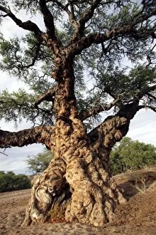 Images Dated 4th January 2004: Ana tree Virus on the tree, Huab river Namibia