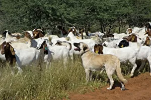 Protection Gallery: Anatolian Shepherd Dog - with herd of goats