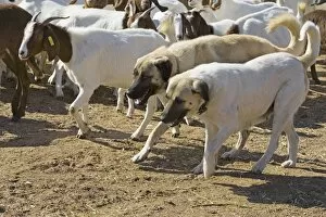 Cheetah Gallery: Anatolian Shepherd Dogs - walking with goats